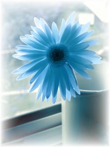1046836_blue_flower