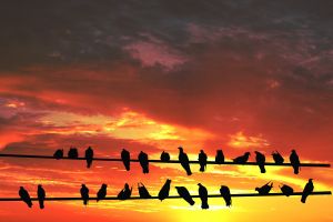 1110510_birds_on_wire_against_sunset