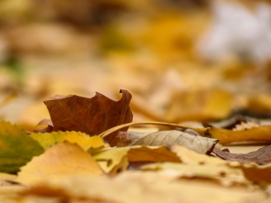 autumn-leaves-1407845-m