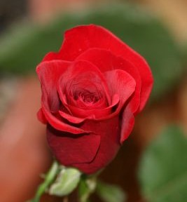When I asked for a Rose