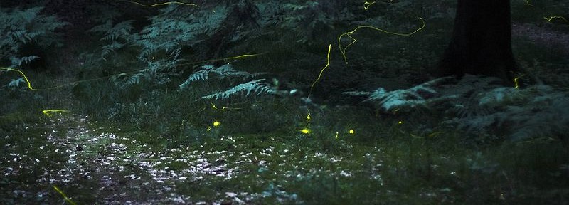 Seeing Fireflies For The First Time