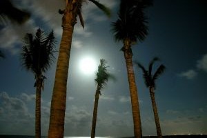 Under the Moonlight