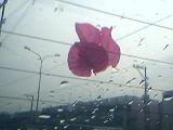 Fallen Petal
