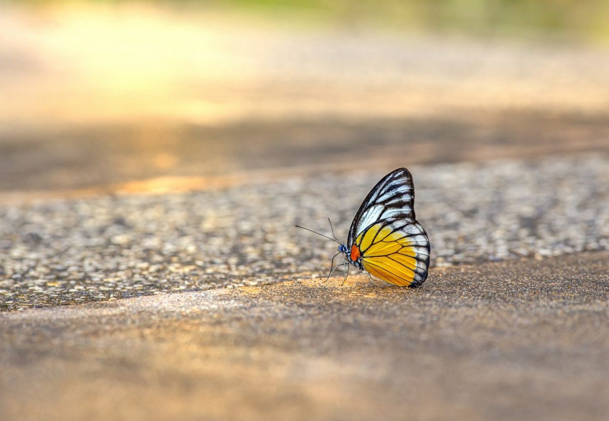 Grief Poems for the Loss of a Loved One Sometimes Grief Is Like a Wave and Healing Is Like a Butterfly